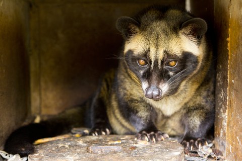 Luwak Luwak